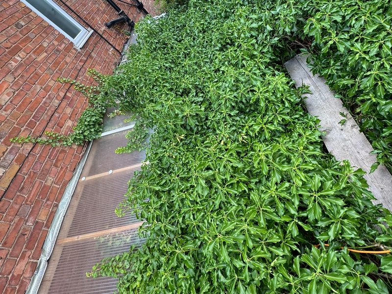 Handyman Manchester - Ivy clearance